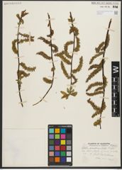 Foto von Salix pseudomonticola C. R. Ball